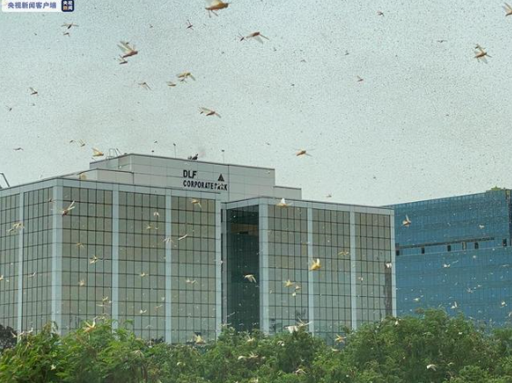 來勢洶洶！印度首都多地出現(xiàn)大量蝗蟲群 政府高度戒備