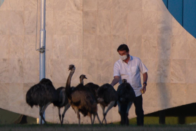 剛確診新冠一星期，巴西總統(tǒng)喂鴕鳥時(shí)又被咬了，網(wǎng)友卻希望“鳥沒事”(圖2)