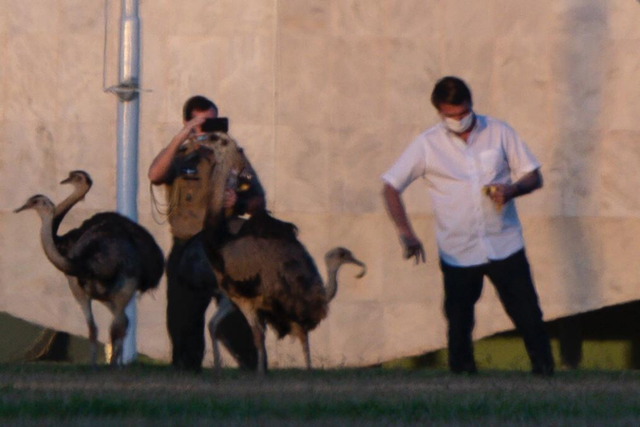 剛確診新冠一星期，巴西總統(tǒng)喂鴕鳥時(shí)又被咬了，網(wǎng)友卻希望“鳥沒事”(圖3)