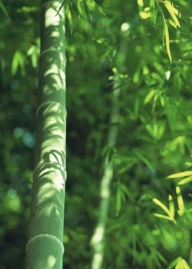 今日大暑丨迎風(fēng)沐雨，憧憬未來