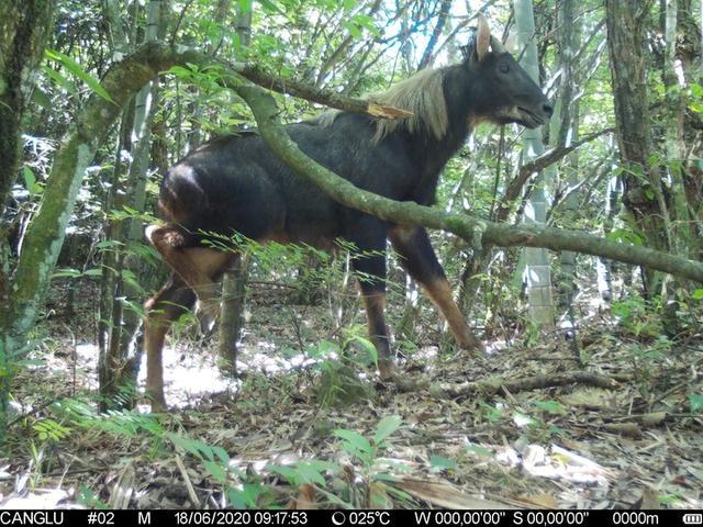 快看！蓮都峰源省級(jí)自然保護(hù)區(qū)首次拍到“四不像”