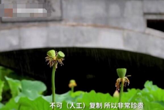 怒了！南京玄武湖并蒂蓮被游客摘下是怎么回事？(圖3)