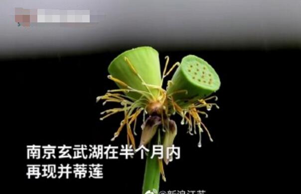 怒了！南京玄武湖并蒂蓮被游客摘下是怎么回事？(圖2)