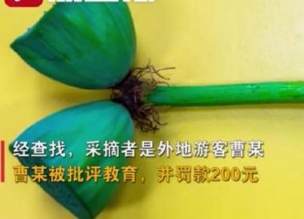 怒了！南京玄武湖并蒂蓮被游客摘下是怎么回事？