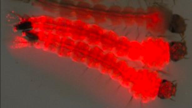 美一地區(qū)將釋放7.5億只轉基因蚊子以防疾病傳播，引發(fā)爭議