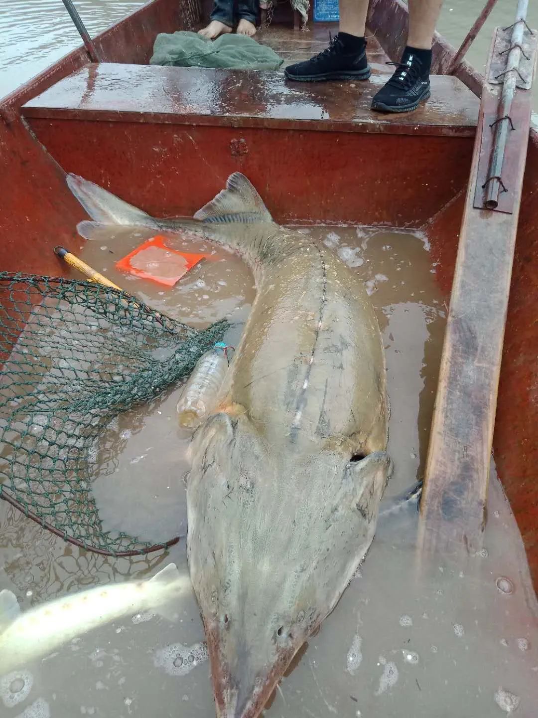 暴雨過后，上千萬斤養(yǎng)殖大型鱘魚從甘肅流入廣元…