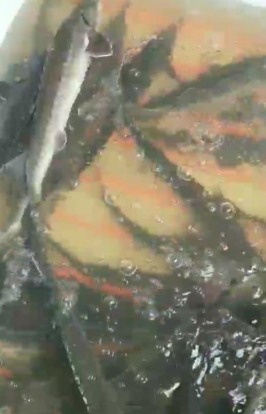 暴雨過后，上千萬斤養(yǎng)殖大型鱘魚從甘肅流入廣元…(圖2)