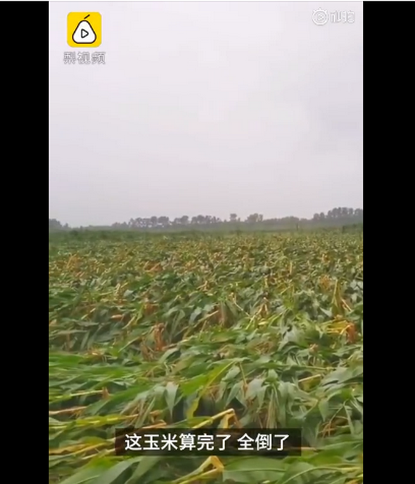 臺風(fēng)“美莎克”致吉林玉米大面積倒伏，像棉被一樣鋪在地上，減產(chǎn)已成定局